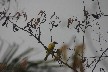Great kiskadee 1