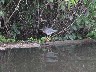 Green backed heron
