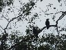 Green ibis on tree