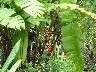 Hanging heleconium