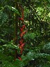 Hanging heleconium 1