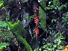 Heleconium