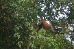 Howler monkey 1