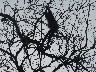 Howler monkey standing in tree