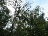 Howler monkeys