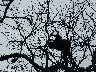 Howler monkeys 1