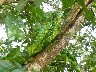 Jesus Christ Lizard by hotel