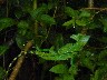 Jesus Christ lizard 1