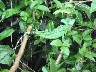 Jesus Christ lizard 199