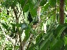 Jesus Christ lizard 2