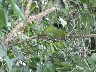Jesus Christ lizard 3