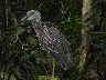 Juvenile yellow crowned grey heron