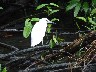 Little blue heron Juvenile