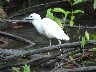 Little blue heron Juvenile 1