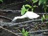 Little blue heron Juvenile 199
