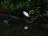 Little blue heron Juvenile 2