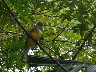 Male Warbler