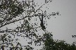 Monkey acrobatics