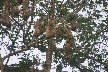 Montezumos nests