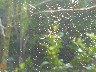More spiders