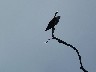 Osprey bills is better