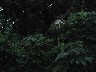 Pachira flower