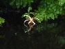 Pachira flower floating