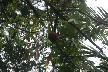Pachira fruit 1