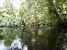 Reflections and roots