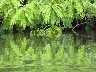 Reflections of tree whose leaves close at night
