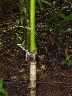 Repair done to a 15 year old palm tree