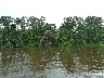 River bank view