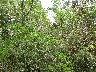 Rufus headed heron's nest