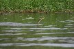 Snakebird fishing