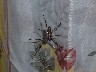 Spider in our bathroom