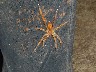 Spider on Jane's boots