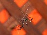Spider weaving a web