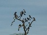 Swallows