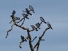 Swallows 1
