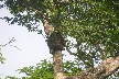 Termites nest