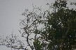 Toucan 2
