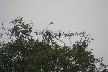 Toucan 3