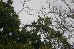 Turkey vulture