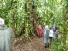 Walk around rainforest in Turtuguerro