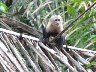 White faced baby monkey