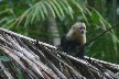 White faced monkey baby