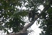 White faced monkeys