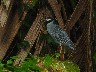 Yelloe crowned heron