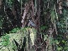 Yellow crowned grey heron