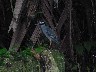 Yellow crowned grey heron 1